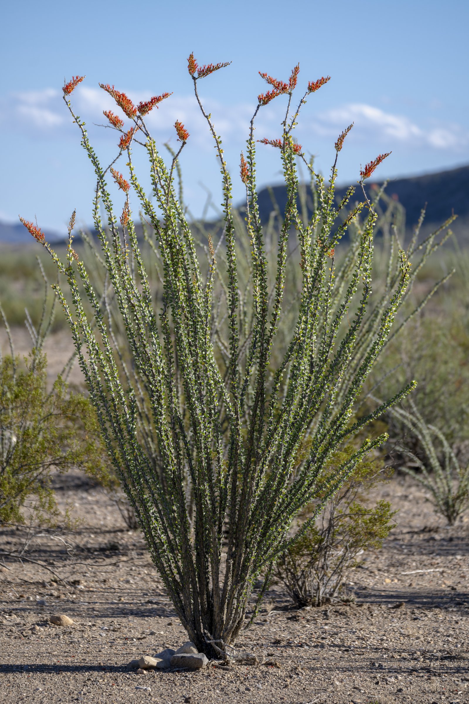 Ocotillo in Bloom